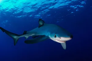 Blue Shark Underwater Swimming Wallpaper