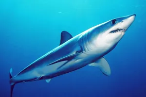 Blue Shark Underwater Swimming Wallpaper