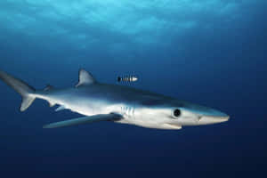 Blue Shark Underwater Swimming Wallpaper