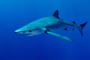 Blue Sharkin Deep Blue Ocean Wallpaper