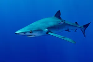 Blue Sharkin Deep Blue Ocean Wallpaper
