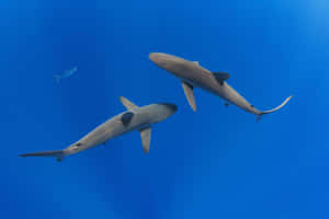 Blue Sharks Swimming Underwater Wallpaper