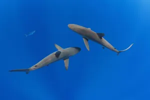 Blue Sharks Swimming Underwater Wallpaper