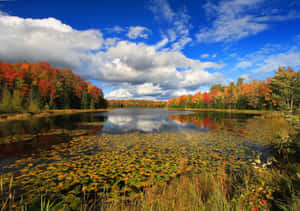 Blue Sky Aesthetic Early Fall Wallpaper