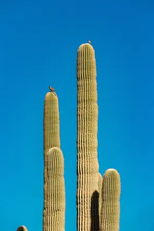 Blue Sky Cactus Plant Aesthetic Wallpaper