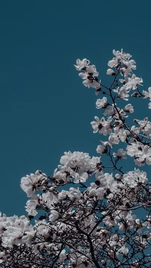 Blue Sky White Blossoms Aesthetic Wallpaper