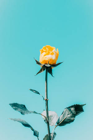 Blue Sky Yellow Rose Aesthetic Wallpaper