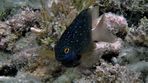 Blue Spotted Damselfishin Coral Reef.jpg Wallpaper