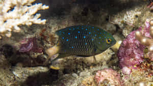 Blue Spotted Damselfishin Coral Reef Wallpaper