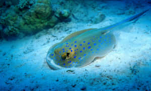 Blue Spotted Electric Ray Underwater.jpg Wallpaper