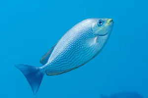 Blue Spotted Rabbitfish Swimming Wallpaper