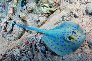 Blue Spotted Stingray Ocean Bed.jpg Wallpaper