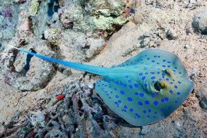 Blue Spotted Stingray Ocean Bed.jpg Wallpaper