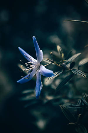 Blue Star Floral Iphone Wallpaper