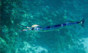 Blue Striped Needlefish Underwater Wallpaper