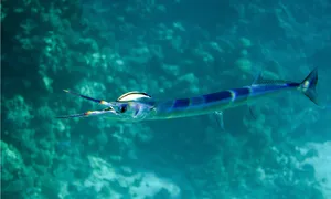 Blue Striped Needlefish Underwater Wallpaper