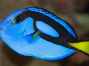 Blue Surgeonfish Close Up Photo Wallpaper