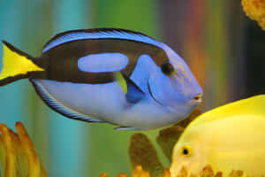 Blue Tang Fish Aquarium Scene Wallpaper