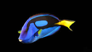 Blue Tang Fish Black Background Wallpaper