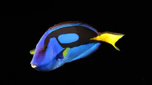 Blue Tang Fish Black Background Wallpaper