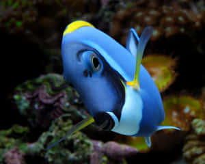 Blue Tang Fish Closeup Wallpaper