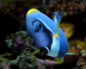 Blue Tang Fish Closeup Wallpaper