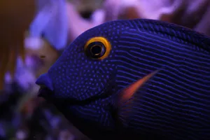 Blue Tang Fish Closeup Wallpaper