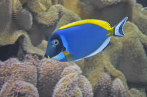 Blue Tang Fish Coral Reef Wallpaper