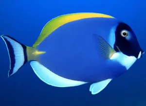 Blue Tang Fish In Deep Blue Ocean Wallpaper