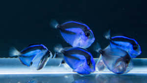 Blue Tang Fish Schooling Underwater Wallpaper