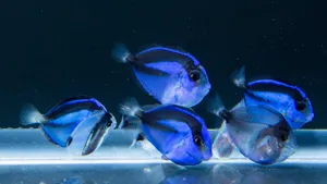 Blue Tang Fish Schooling Underwater Wallpaper