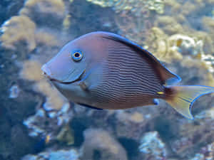 Blue Tang Fish Swimming Aquarium Wallpaper
