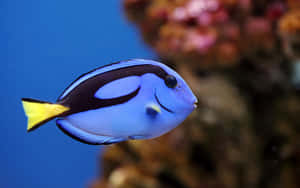 Blue Tang Fish Swimming Aquarium Wallpaper