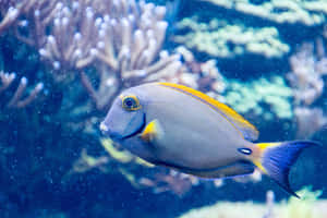 Blue Tang Fish Swimming Coral Reef Wallpaper