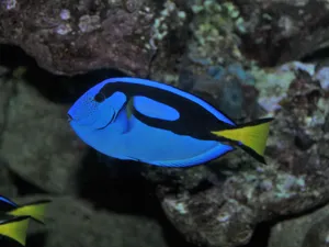 Blue Tang Fish Swimming Underwater.jpg Wallpaper