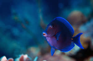 Blue Tang Fish Swimming Underwater.jpg Wallpaper