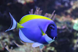 Blue Tang Fish Swimming Wallpaper