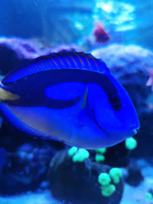 Blue Tang Fishin Aquarium Wallpaper