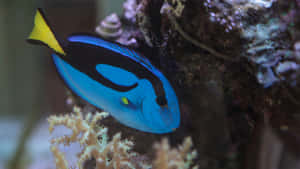 Blue Tang Fishin Coral Reef Wallpaper