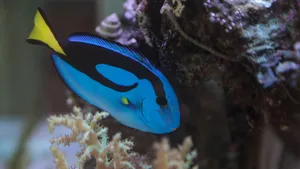 Blue Tang Fishin Coral Reef Wallpaper