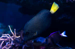 Blue Tang Fishin Coral Reef Wallpaper