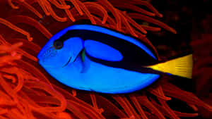 Blue Tang Fishin Sea Anemone Wallpaper