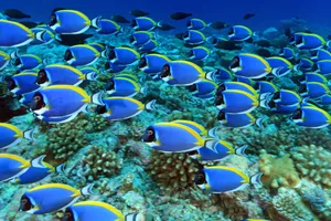 Blue Tang School Underwater Wallpaper