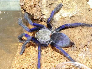 Blue Tarantulaon Substrate.jpg Wallpaper