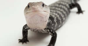 Blue Tongued Skink Close Up Wallpaper