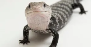 Blue Tongued Skink Close Up Wallpaper