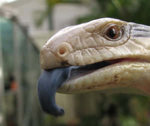 Blue Tongued Skink Close Up Wallpaper