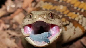 Blue Tongued Skink Open Mouth Wallpaper