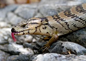 Blue Tongued Skinkon Rocks.jpg Wallpaper