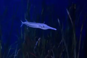 Blue Water Needlefish Swimming Wallpaper